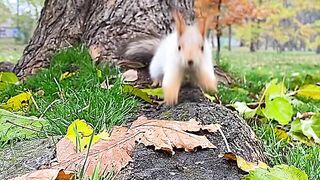 Funny video