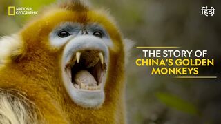 The Golden Monkeys of China | China's Hidden Kingdoms | Full Episode S01-E05