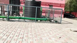 Indian Girl Alina Khan Dance