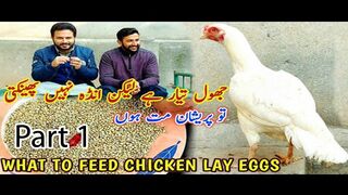 Jhol Tayar Aur Aseel Murgi Anda Na De To Kya Karen