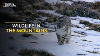 Wildlife in the Mountains | Hostile Planet | Full Episode | S1-E6 | National Geographic