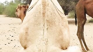 Camel ka milan