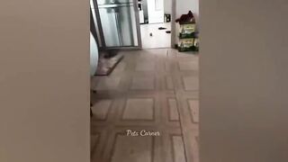 Best Funny Dogs And Cats Videos Funniest Animals