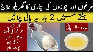 Aseel murgon ki bemari ka ilaj | Murga k galy ka ilaj | murgi ki band pot ka ilaj | Resha ka ilaj