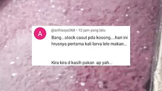 Kenapa Cacing Sutera LANGKA❗Larva lele diberi makan apa kalau gak ada CASUT❓
