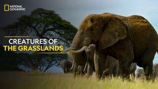 Creatures of the Grasslands | Hostile Planet | Full Episode | S1-E2 | National Geographic
