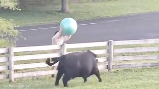 Funniest ANIMALS Videos 2024 are here to make you LAUGH All Day Long