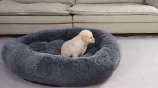 Puppy & Mother