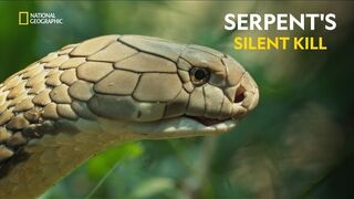 Serpent's Silent Kill | World's Deadliest Snakes | हिंदी | Full Episode | S1 - E1 | Nat Geo