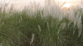 মনমুগ্ধকর কাশবন