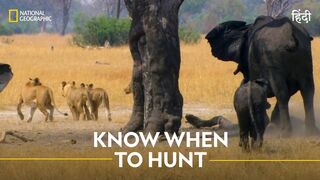 Know When to Hunt | Africa’s Deadliest | हिन्दी | Full Episode | S6 - E1 | Nat Geo Wild