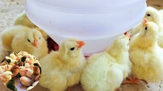 First Two Weeks Chicks Care