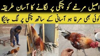 Aseel murgy ka dar kesy khatm kren _ Aseel murga pakra nahi jata _ Aseel  murga