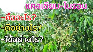 Update ชอบ ใคร  Vk Ammy_palida น้อง โบ ล่อน vk video