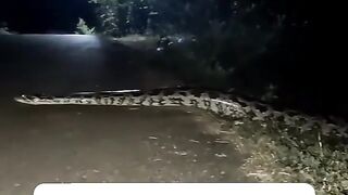 a big python crossed the highway