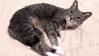 Cute Cat & Love