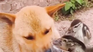 .. try not to laugh .. Funny Babies Playing With Dogs .. #TryNotToLaugh #FunnyBabies  #doglovers