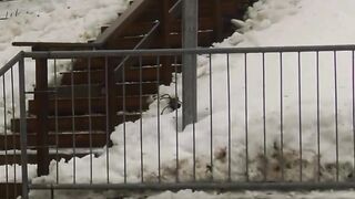Funny video