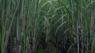 The Raid 2 - Fight Scene