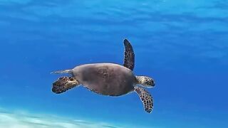 underwater view