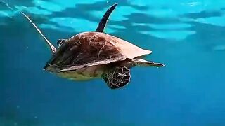 underwater view