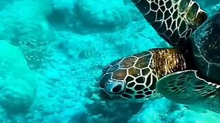 underwater view