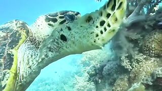 underwater view