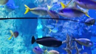 underwater view