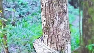 snake