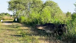 Crocodile