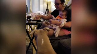 ???? Funny and Cute Babies Annoying Cats