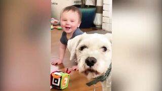 Play With Dogs And Cats __ Cool Trim