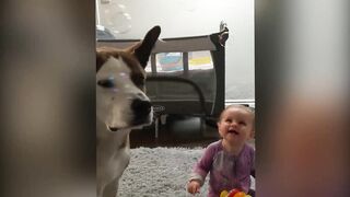 Funny Babies Laughing Hysterically at Cats