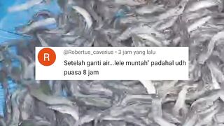 Setelah ganti air kolam ikan lele muntah pakan, padahal sudah dipuasakan selama 8 jam
