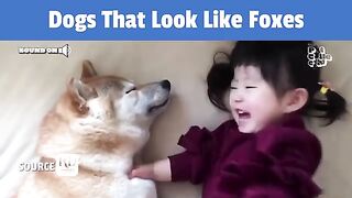 6 Dog Breeds That Look Like Foxes