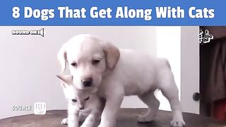 8 Dog Breeds That Get Along Well With Cats