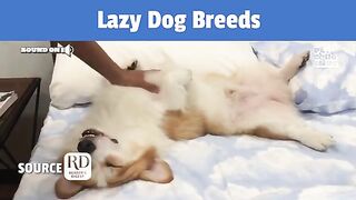 11 Laziest Dog Breeds