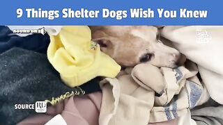 9 Things Shelter Dogs Wish You Knew