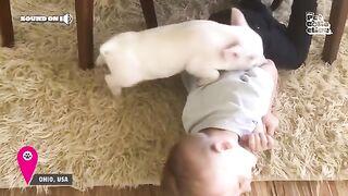 20 Minutes of HILARIOUS Babies Laughing With Pets ???? Kids and Animals