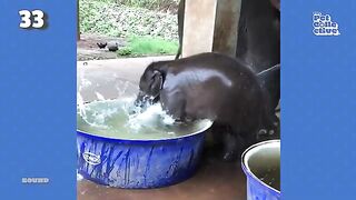 Baby Wild Animals Around the World