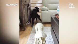 Best HALLOWEEN Pet Costumes ULTIMATE Compilation
