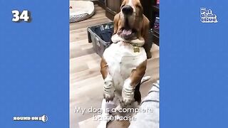 Fast and the Furriest ???? FUNNIEST Pets Of The Week