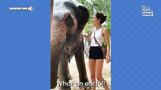 FUNNIEST Elephants ???? Best Compilation