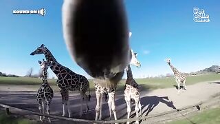 FUNNIEST Exotic Animals