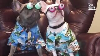 Funniest French Bulldogs