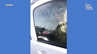 FUNNIEST Golden Retrievers