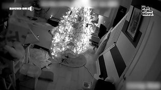 Funniest Holiday Pet Videos