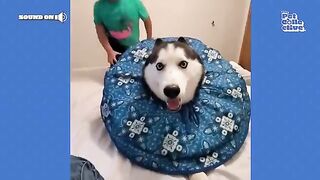 FUNNIEST Huskies ???? BEST Compilation of Dogs