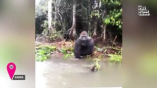 FUNNY Apes Around the World ???? Wild Animals