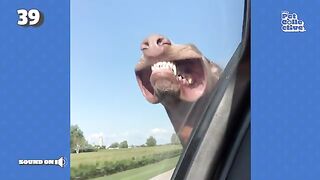 HILARIOUS Dog Hitches a Ride